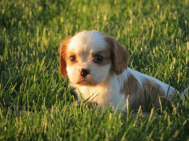 Cavalier King Charles Spaniel Puppies media 19