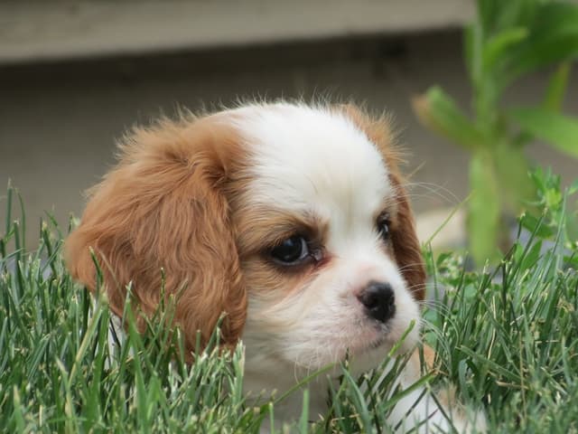 Cavalier King Charles Spaniel Puppies media 17