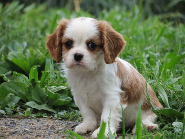 Cavalier King Charles Spaniel Puppies media 18