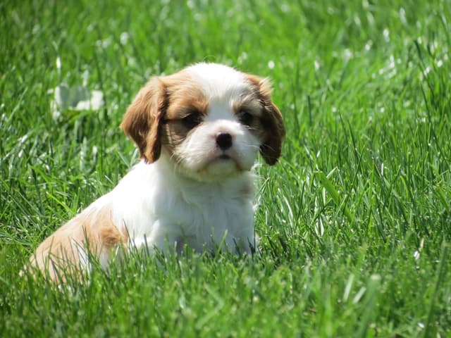Cavalier King Charles Spaniel Puppies media 22