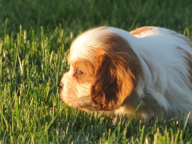Cavalier King Charles Spaniel Puppies media 20