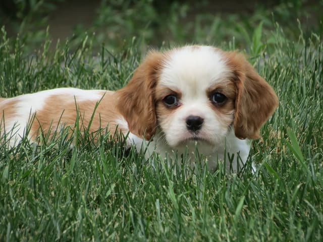 Cavalier King Charles Spaniel Puppies media 21