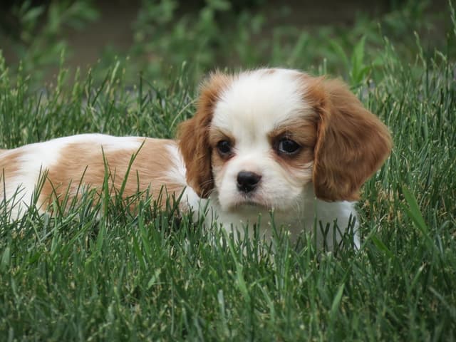 Cavalier King Charles Spaniel Puppies media 23