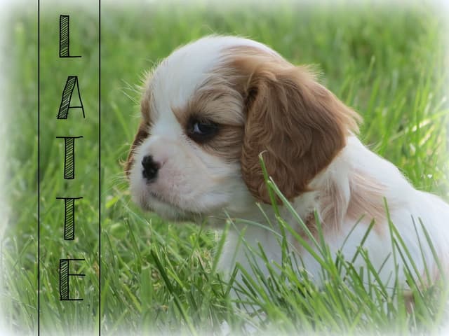 Cavalier King Charles Spaniel Puppies media 24
