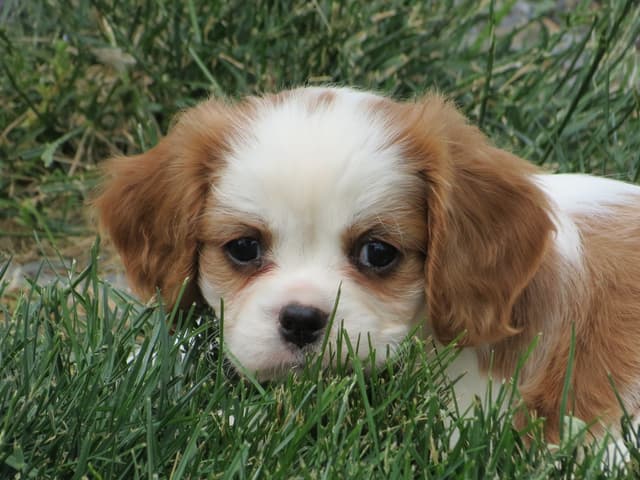 Cavalier King Charles Spaniel Puppies media 27