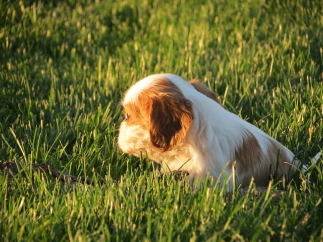 Cavalier King Charles Spaniel Puppies media 26