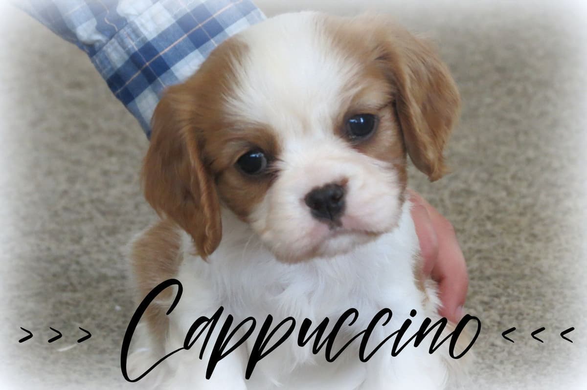 Cavalier King Charles Spaniel Puppies breeder image 1