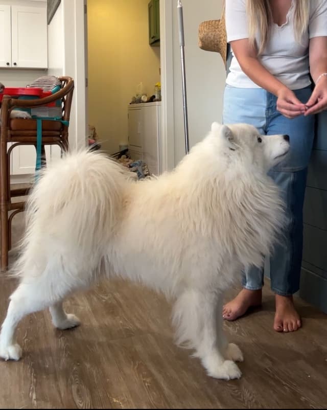 Champion Bloodline Samoyed Puppies media 2