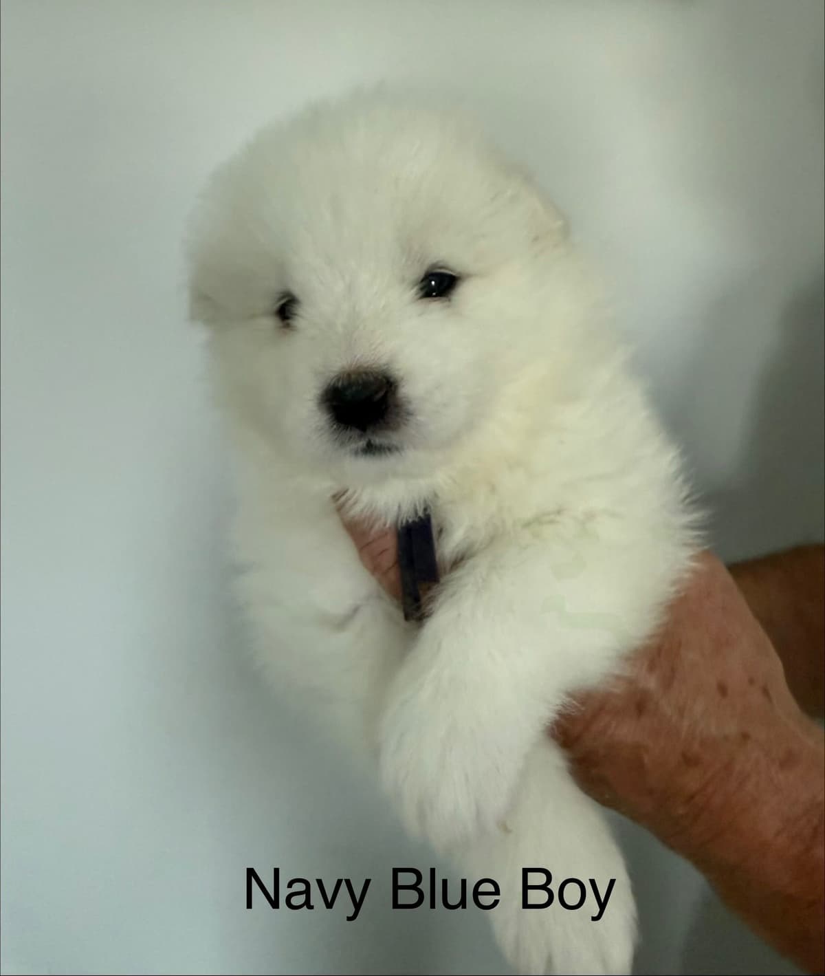Champion Bloodline Samoyed Puppies breeder image 1