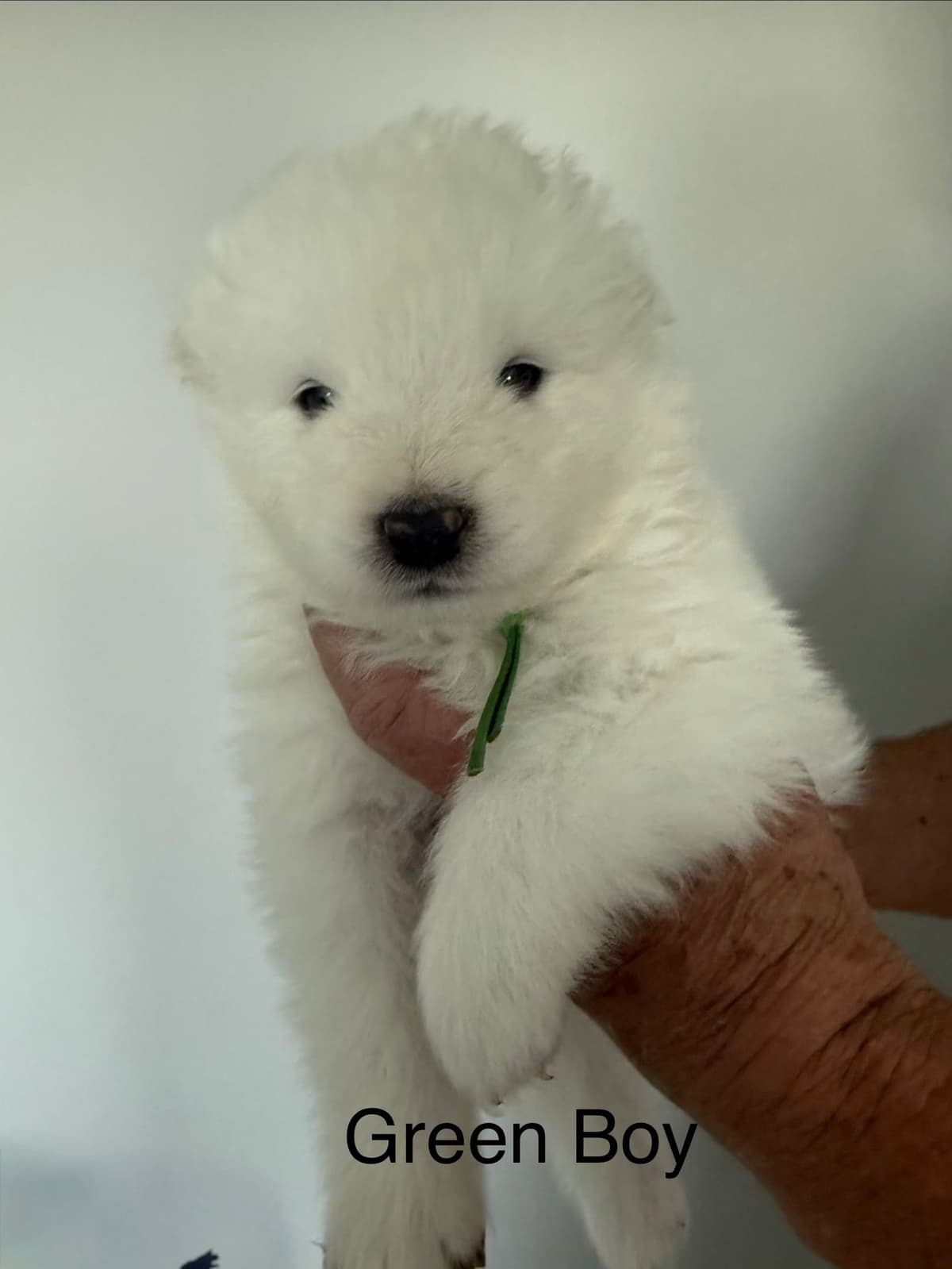 Champion Bloodline Samoyed Puppies breeder image 3