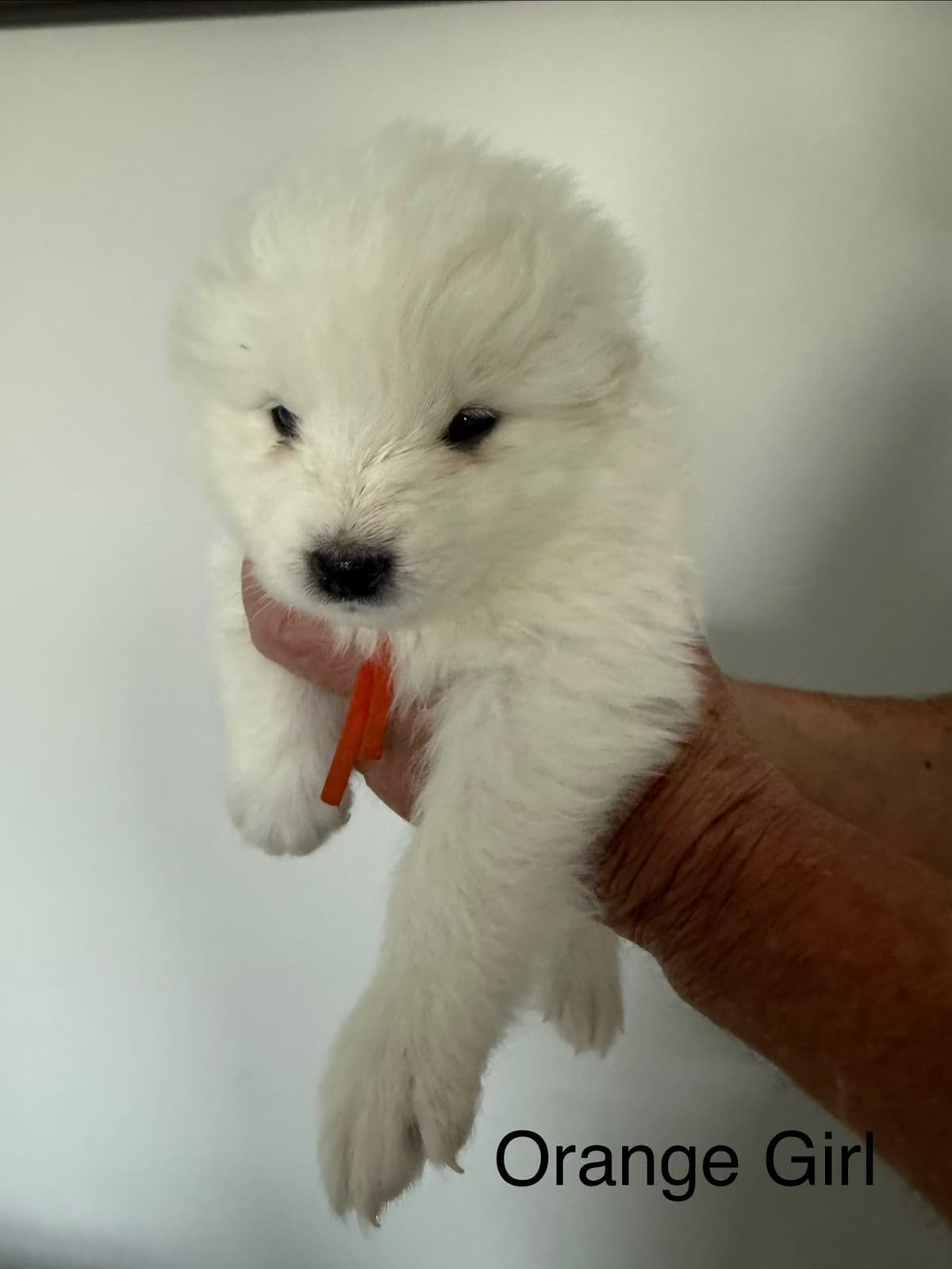 Champion Bloodline Samoyed Puppies breeder image 5