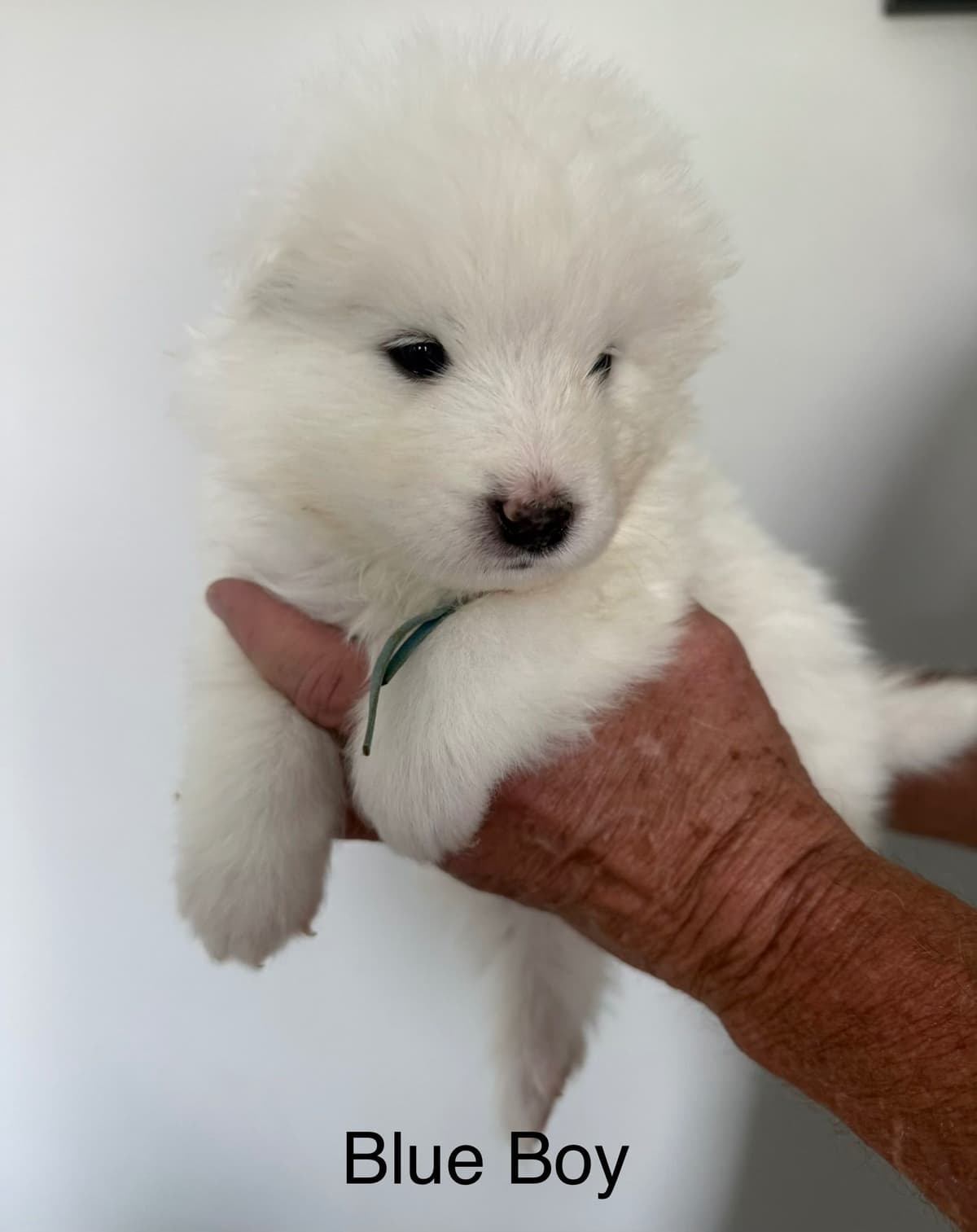 Champion Bloodline Samoyed Puppies breeder image 6