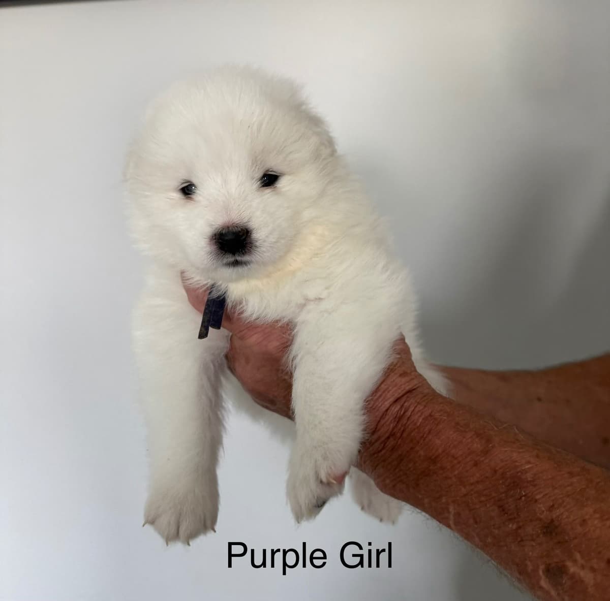 Champion Bloodline Samoyed Puppies breeder image 2