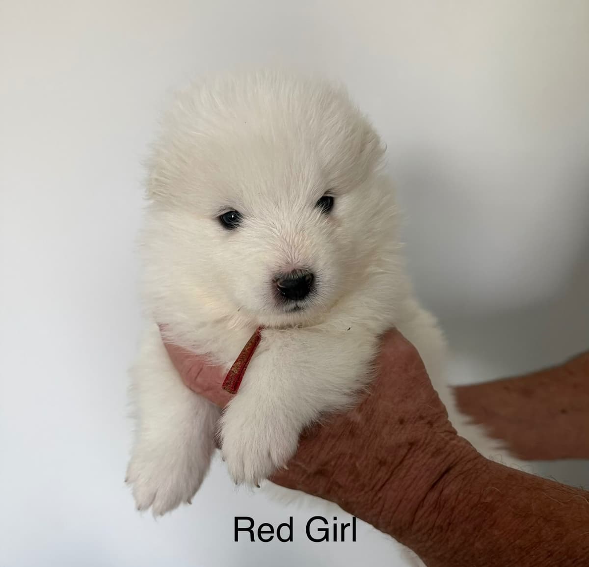 Champion Bloodline Samoyed Puppies breeder image 4