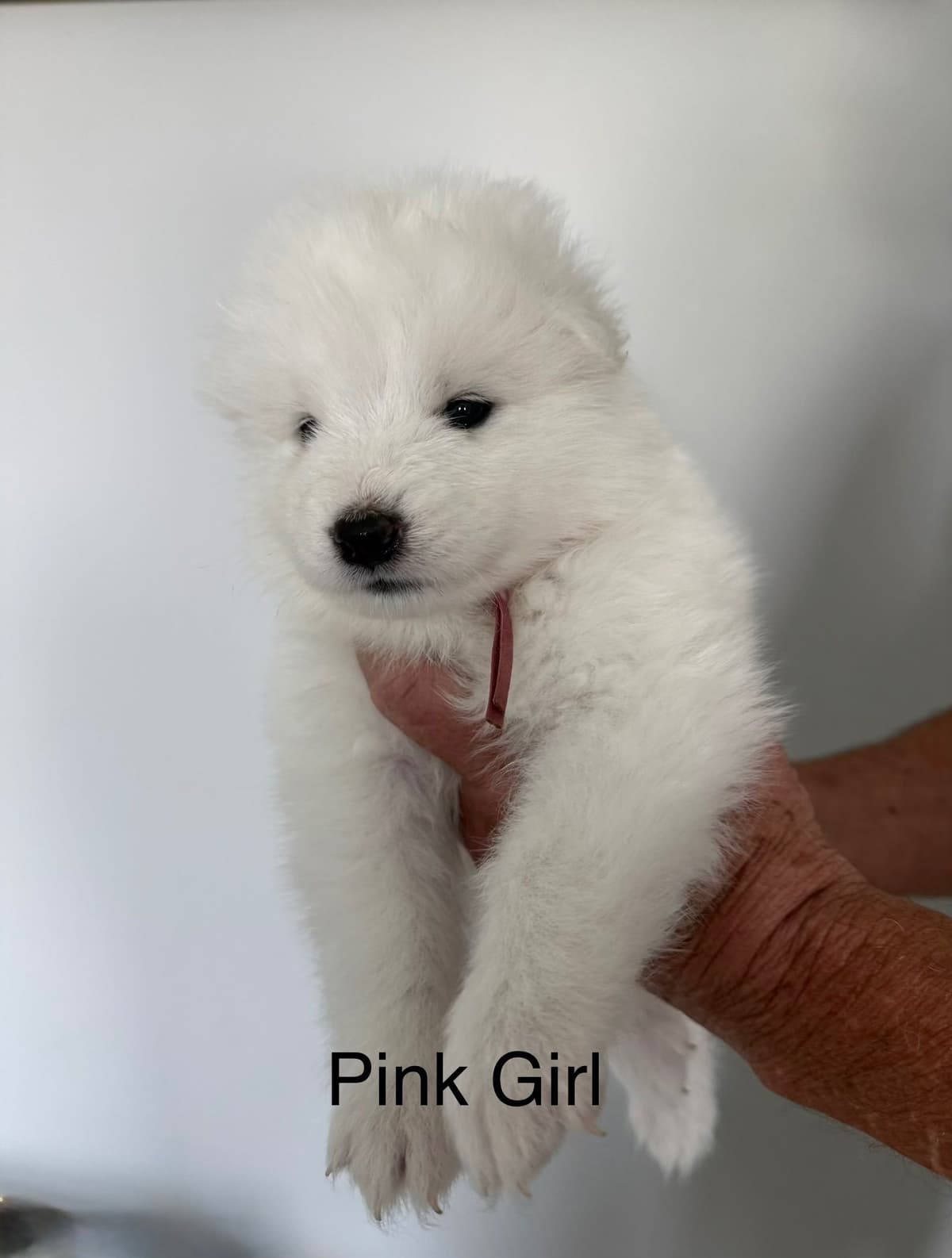 Champion Bloodline Samoyed Puppies breeder image 7