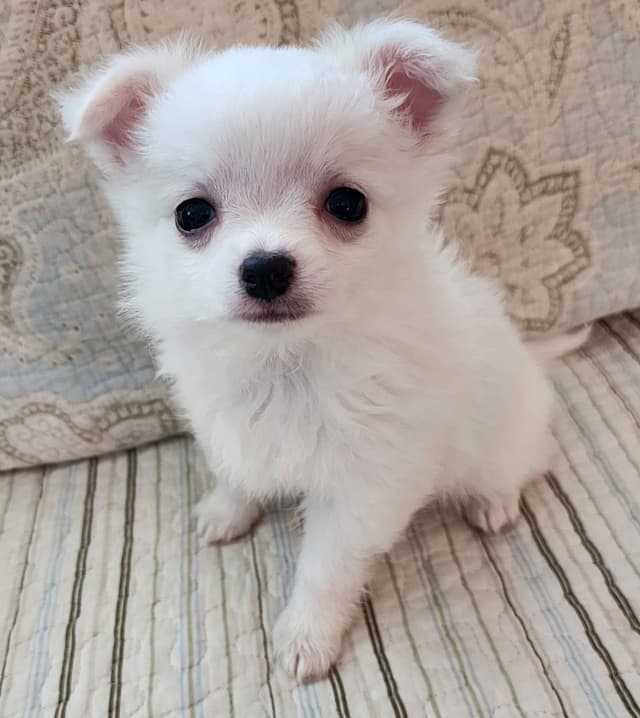 Chihuahua Puppies media 2