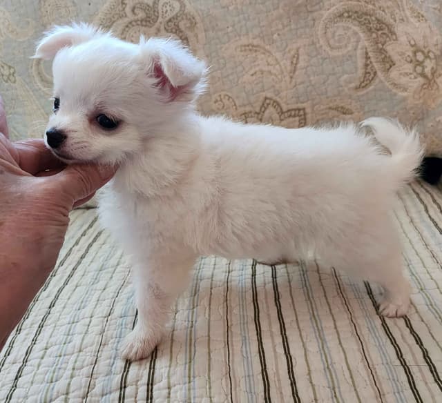 Chihuahua Puppies media 4