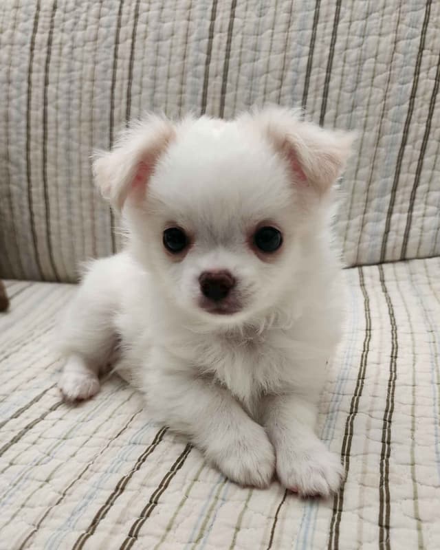 Chihuahua Puppies media 6