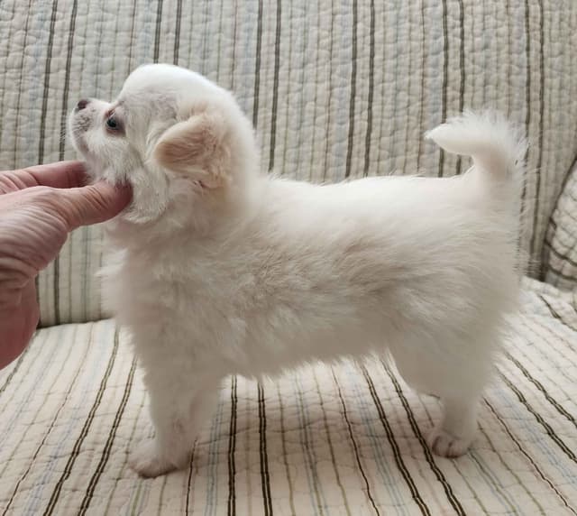 Chihuahua Puppies media 7
