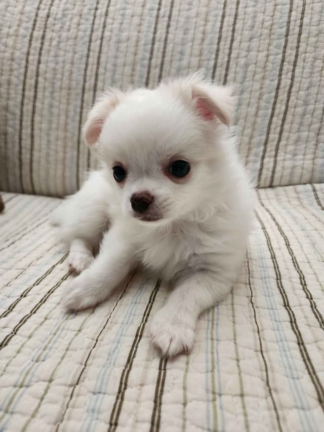 Chihuahua Puppies media 9