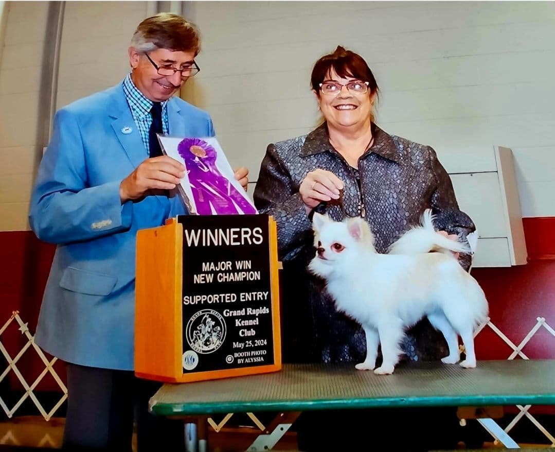 Chihuahua Puppies breeder image 1