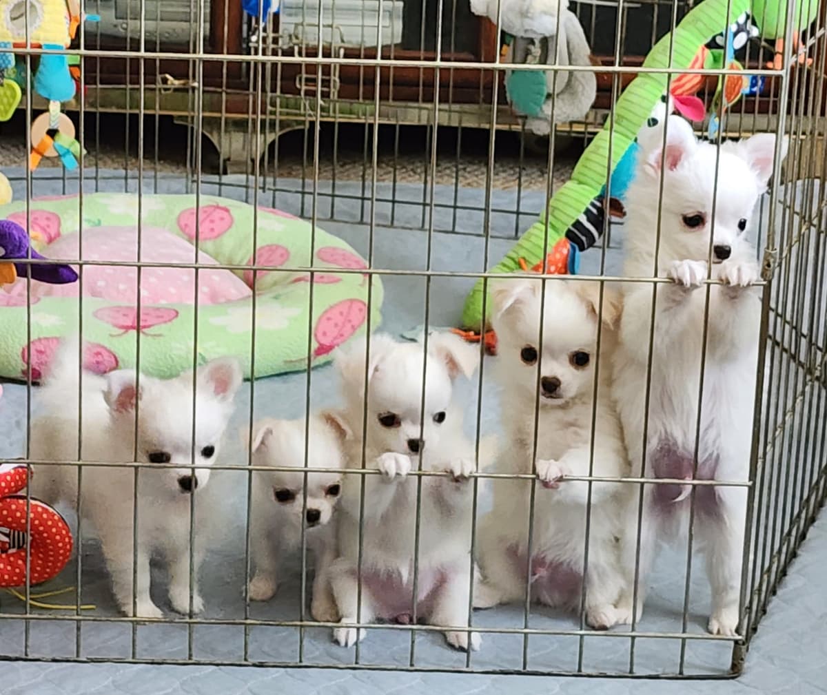 Chihuahua Puppies breeder image 2
