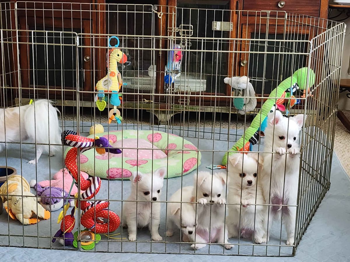Chihuahua Puppies breeder image 5
