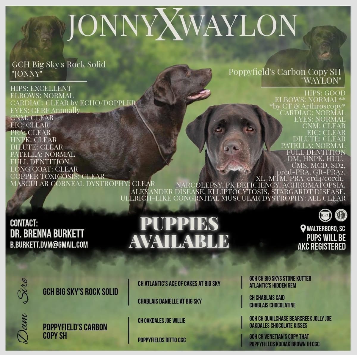 Labrador Retriever Puppies breeder image 1