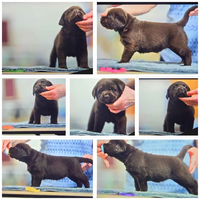 Labrador Retriever Puppies media 2