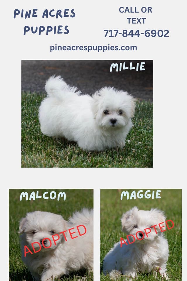Maltese Puppies media 4