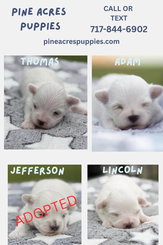 Maltese Puppies media 3