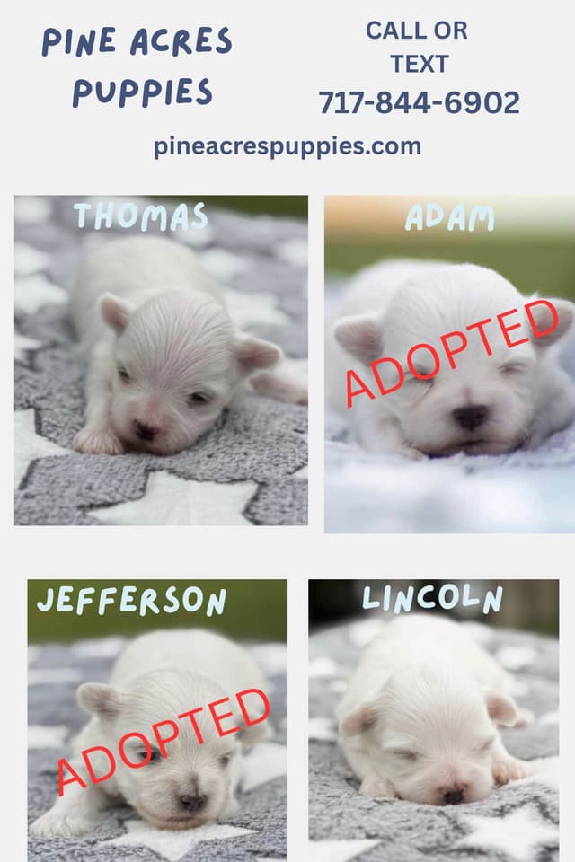 Maltese Puppies media 2