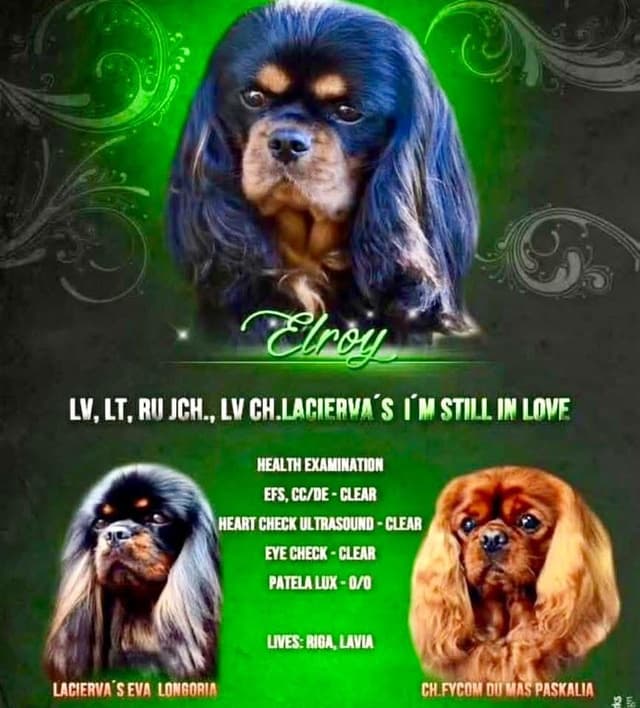 Cavalier King Charles Spaniel Puppies/older males media 2