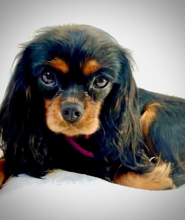 Cavalier King Charles Spaniel Puppies/older males media 3