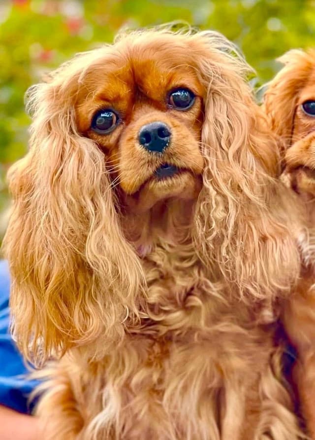 Cavalier King Charles Spaniel Puppies/older males media 4