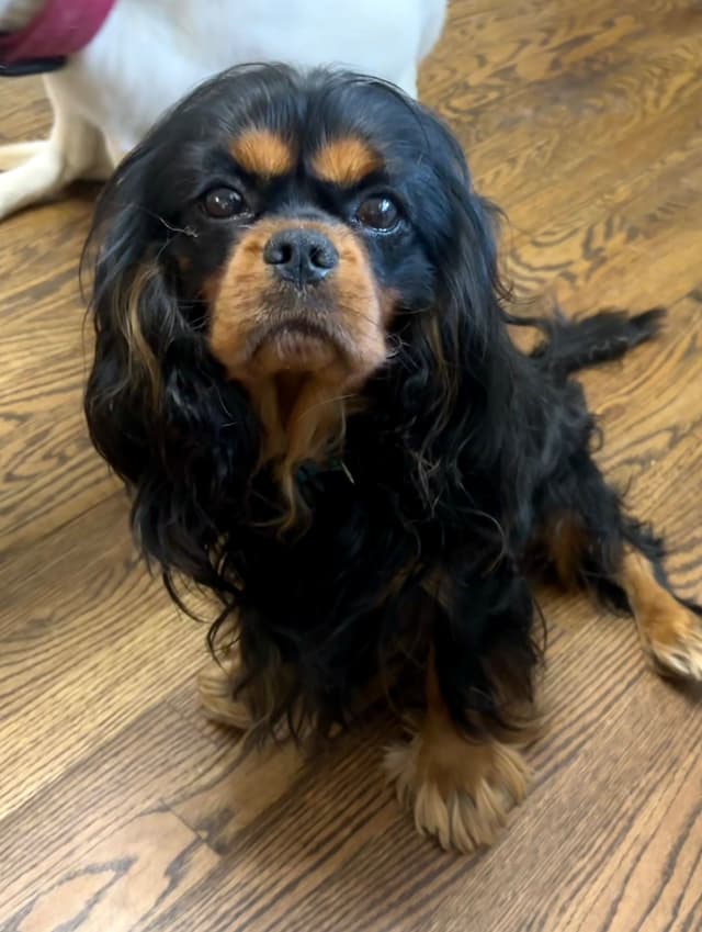 Cavalier King Charles Spaniel Puppies/older males media 5