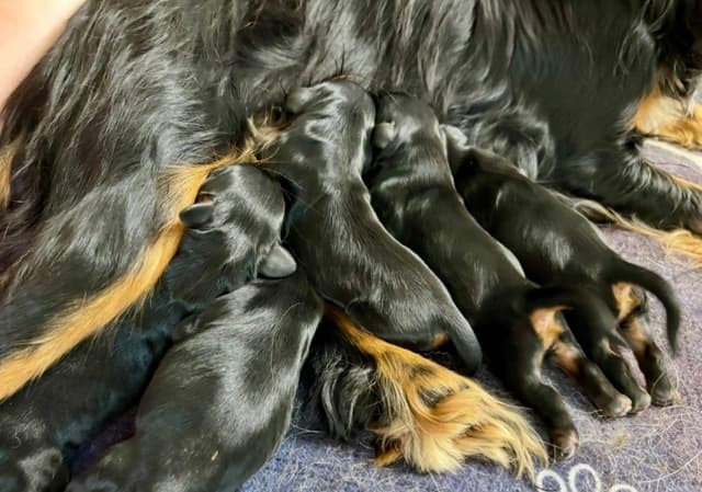 Cavalier King Charles Spaniel Puppies/older males media 6