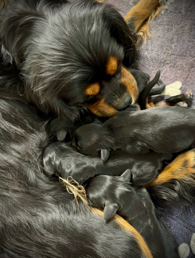 Cavalier King Charles Spaniel Puppies/older males media 7