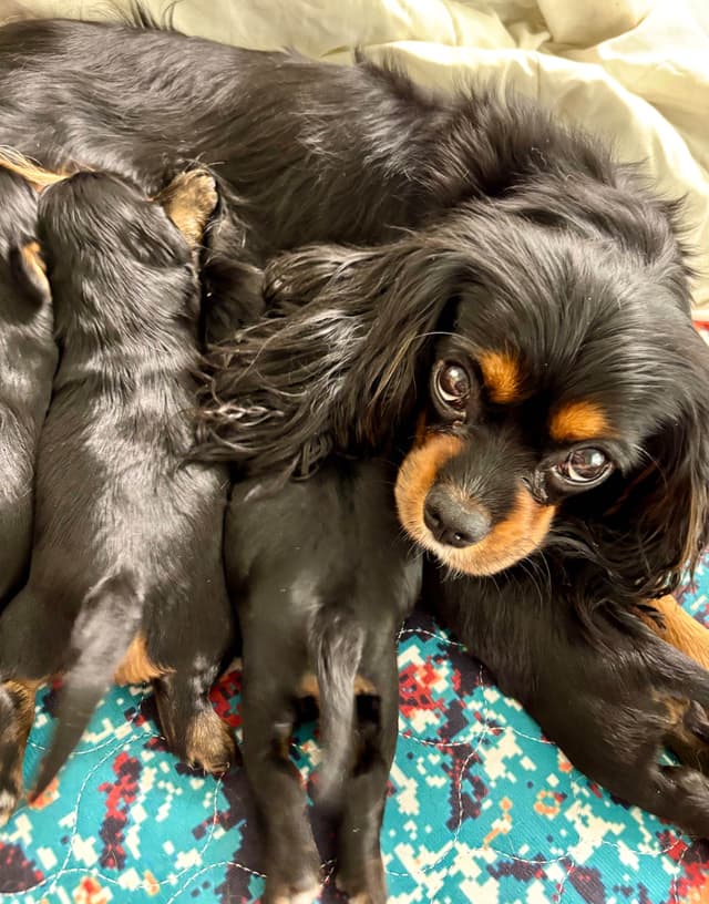 Cavalier King Charles Spaniel Puppies/older males media 8