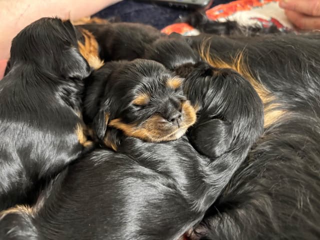 Cavalier King Charles Spaniel Puppies/older males media 9