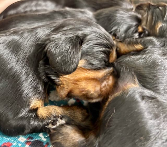 Cavalier King Charles Spaniel Puppies/older males media 10