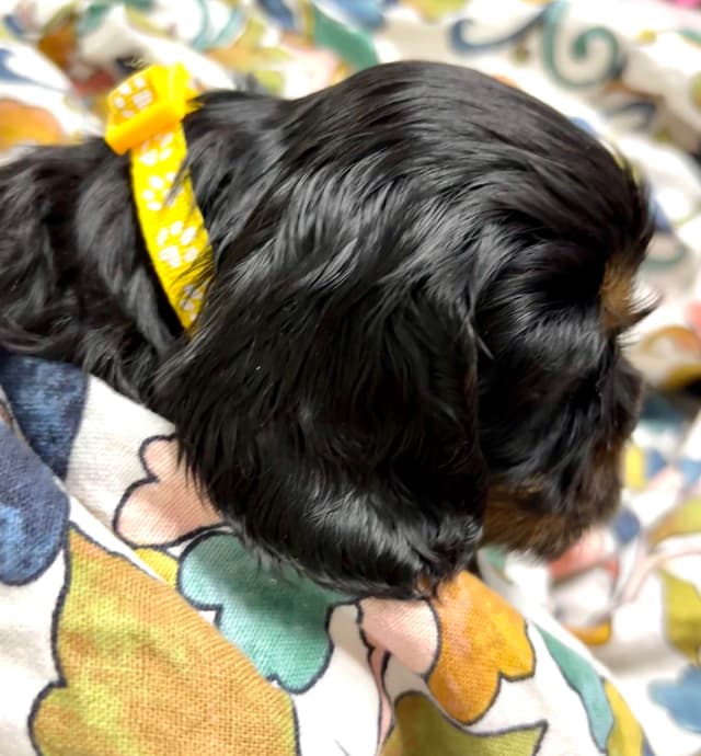 Cavalier King Charles Spaniel Puppies/older males media 12