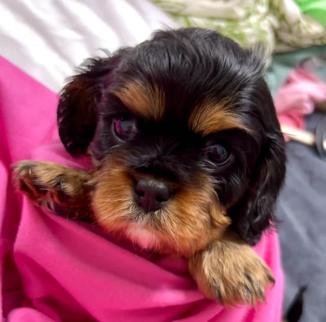 Cavalier King Charles Spaniel Puppies/older males media 13