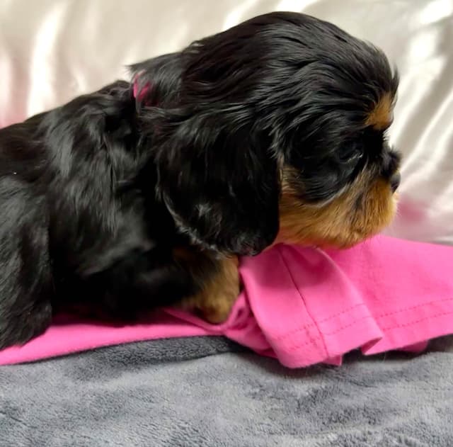 Cavalier King Charles Spaniel Puppies/older males media 14