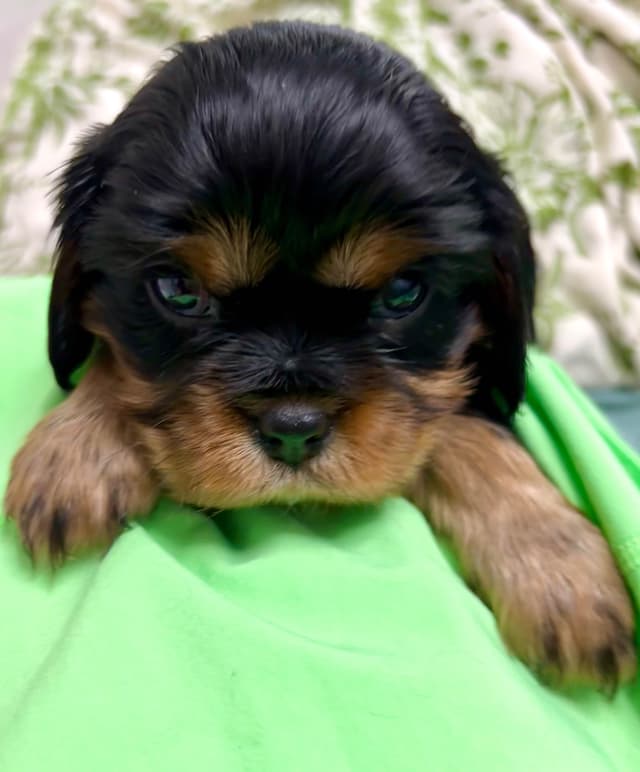 Cavalier King Charles Spaniel Puppies/older males media 15