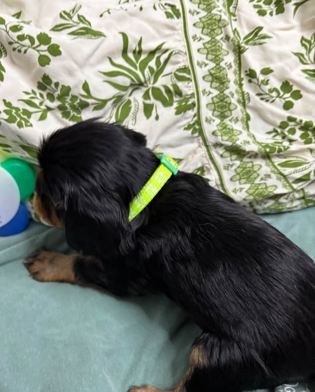 Cavalier King Charles Spaniel Puppies/older males media 16