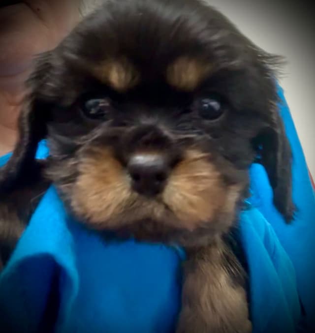 Cavalier King Charles Spaniel Puppies/older males media 17