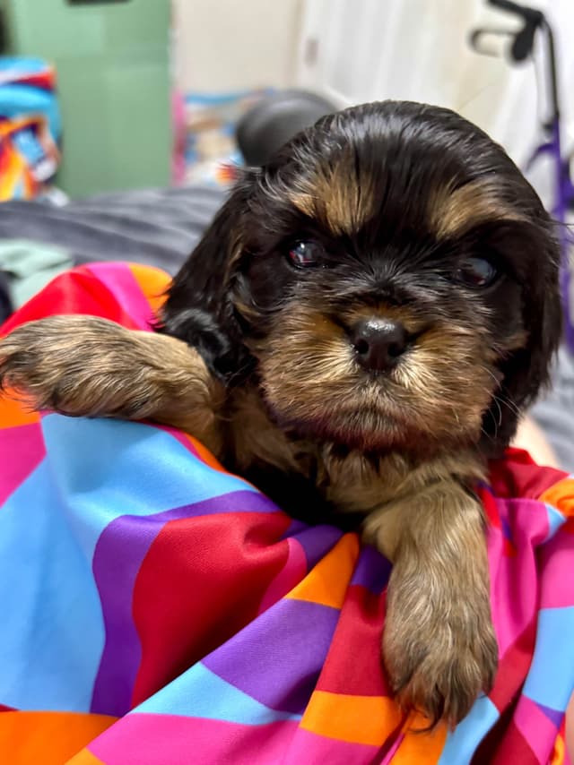 Cavalier King Charles Spaniel Puppies/older males media 19