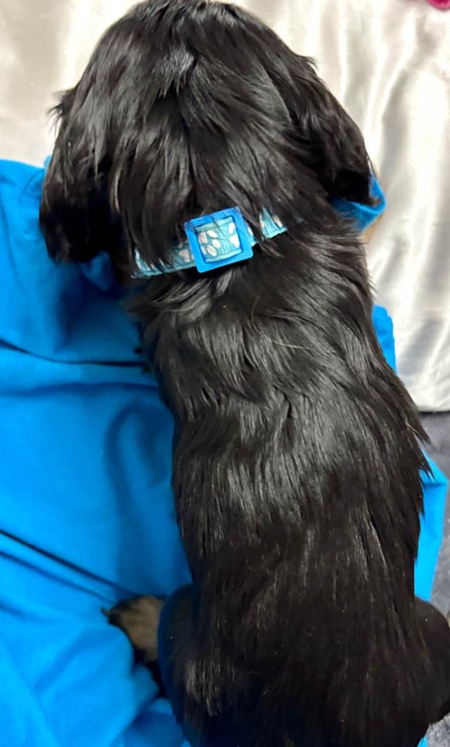Cavalier King Charles Spaniel Puppies/older males media 18