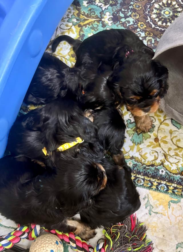 Cavalier King Charles Spaniel Puppies/older males media 21